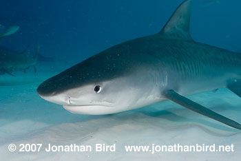 Tiger Shark [Geleocerdo cuvier]