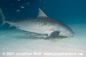 Tiger Shark [Geleocerdo cuvier]