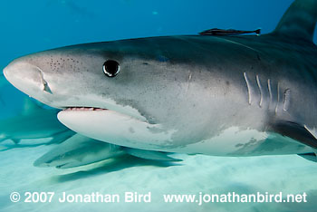 Tiger Shark [Geleocerdo cuvier]