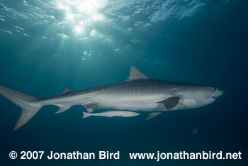 Tiger Shark [Geleocerdo cuvier]