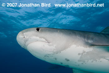 Tiger Shark [Geleocerdo cuvier]