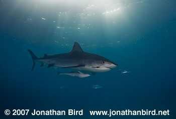 Tiger Shark [Geleocerdo cuvier]