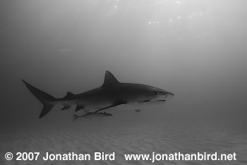 Tiger Shark [Geleocerdo cuvier]