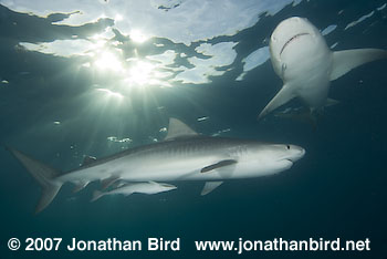 Tiger Shark [Geleocerdo cuvier]