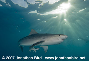 Tiger Shark [Geleocerdo cuvier]