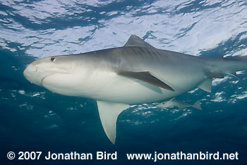 Tiger Shark [Geleocerdo cuvier]