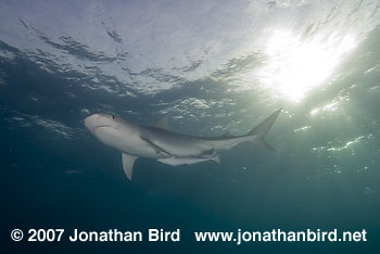 Tiger Shark [Geleocerdo cuvier]