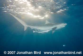 Tiger Shark [Geleocerdo cuvier]