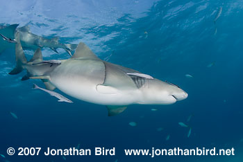 Lemon Shark [Negaprion brevirostris]