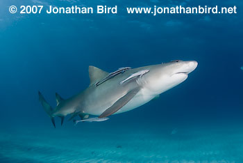 Lemon Shark [Negaprion brevirostris]