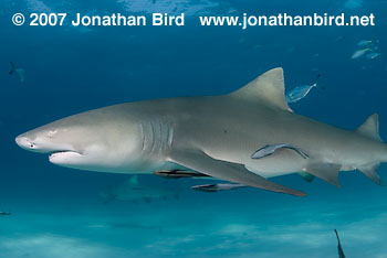 Lemon Shark [Negaprion brevirostris]