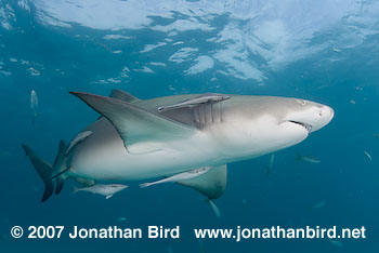 Lemon Shark [Negaprion brevirostris]