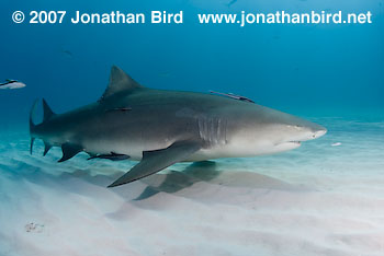 Lemon Shark [Negaprion brevirostris]