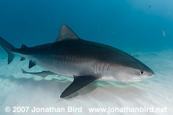 Tiger Shark [Geleocerdo cuvier]