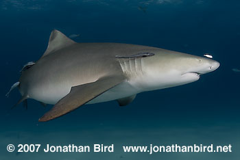 Lemon Shark [Negaprion brevirostris]