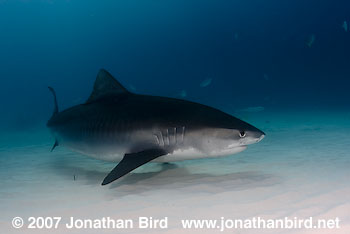 Tiger Shark [Geleocerdo cuvier]