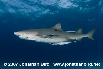 Lemon Shark [Negaprion brevirostris]