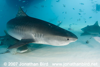 Tiger Shark [Geleocerdo cuvier]