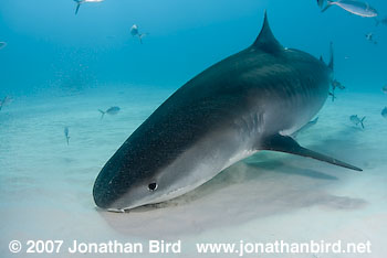 Tiger Shark [Geleocerdo cuvier]