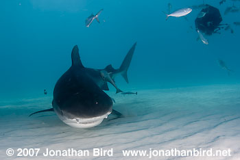 Tiger Shark [Geleocerdo cuvier]