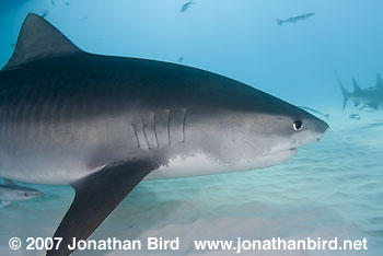 Tiger Shark [Geleocerdo cuvier]