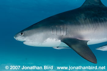 Tiger Shark [Geleocerdo cuvier]