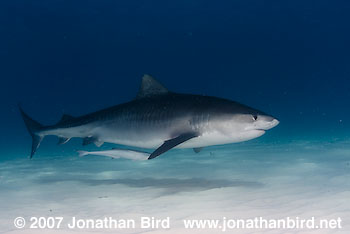 Tiger Shark [Geleocerdo cuvier]