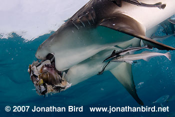 Lemon Shark [Negaprion brevirostris]