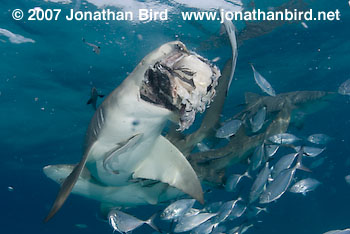 Lemon Shark [Negaprion brevirostris]