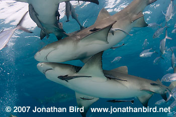 Lemon Shark [Negaprion brevirostris]