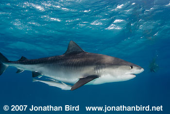 Tiger Shark [Geleocerdo cuvier]