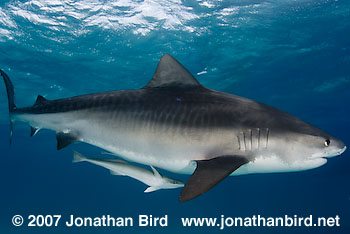 Tiger Shark [Geleocerdo cuvier]