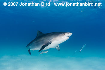 Tiger Shark [Geleocerdo cuvier]