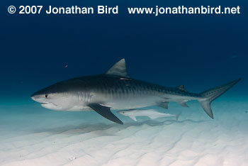 Tiger Shark [Geleocerdo cuvier]