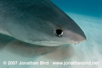 Tiger Shark [Geleocerdo cuvier]