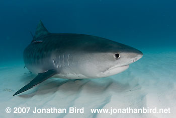 Tiger Shark [Geleocerdo cuvier]