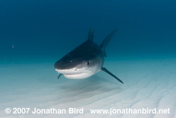 Tiger Shark [Geleocerdo cuvier]