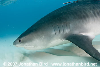 Tiger Shark [Geleocerdo cuvier]