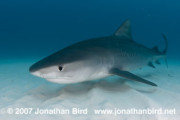 Tiger Shark [Geleocerdo cuvier]