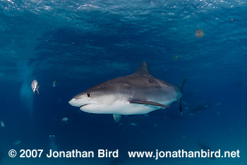 Tiger Shark [Geleocerdo cuvier]