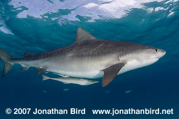 Tiger Shark [Geleocerdo cuvier]