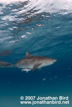 Tiger Shark [Geleocerdo cuvier]