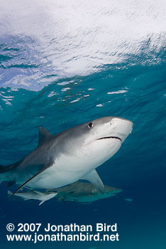 Tiger Shark [Geleocerdo cuvier]