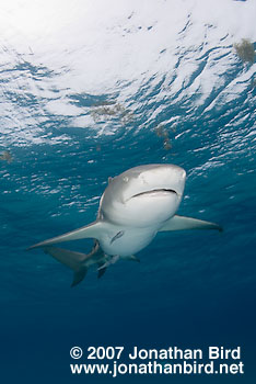 Lemon Shark [Negaprion brevirostris]