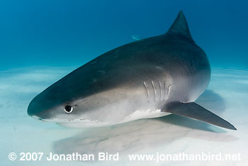 Tiger Shark [Geleocerdo cuvier]