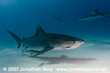 Tiger Shark [Geleocerdo cuvier]