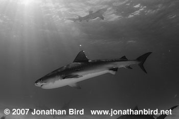 Tiger Shark [Geleocerdo cuvier]