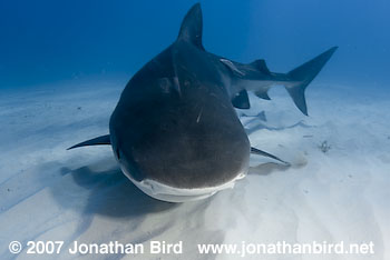 Tiger Shark [Geleocerdo cuvier]