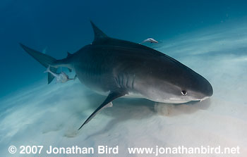 Tiger Shark [Geleocerdo cuvier]