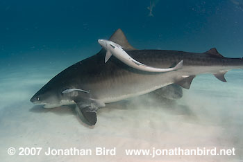 Tiger Shark [Geleocerdo cuvier]